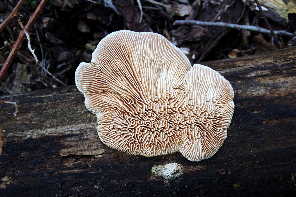 Giornata a San Rossore.